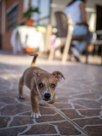 Cute puppy on the floor in the garden. Selective focus.の写真素材