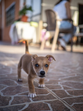 Little puppy on the street. Selective focus with shallow depth of field.の写真素材