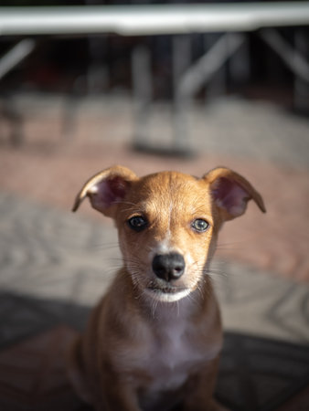Little dog looking at the camera. Selective focus and small depth of field.の写真素材