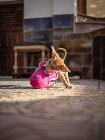 Little dog playing with a toy in the courtyard of the house.の写真素材