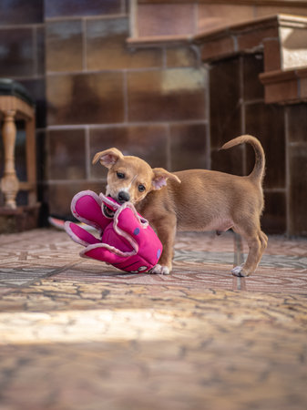 Puppy playing with a pink shoe on the floor at homeの写真素材