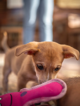 Cute little puppy with pink rubber boots in the petting zoo