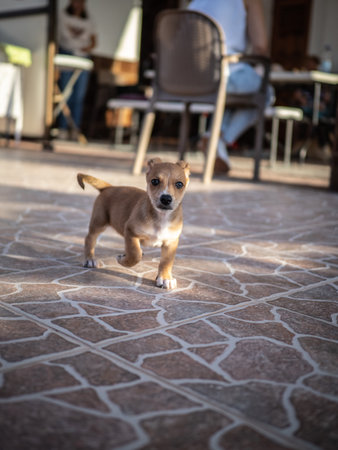Puppy in a cafe. Selective focus on the dogの写真素材