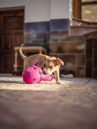Little puppy with a toy ball.の写真素材