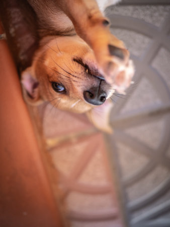 Little chihuahua puppy on the floor. Selective focus.の写真素材