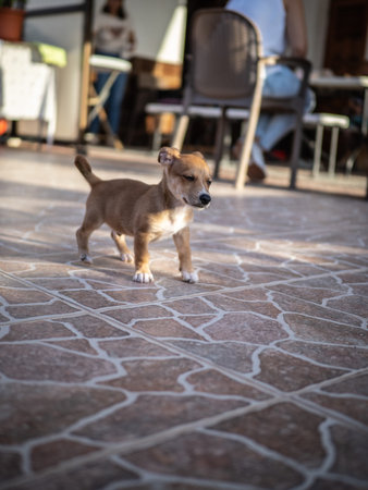 Little puppy on the terrace of a coffee shop. Selective focus.の写真素材