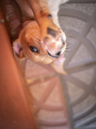 Cute dog looking at the camera. Selective focus with shallow depth of field.の写真素材