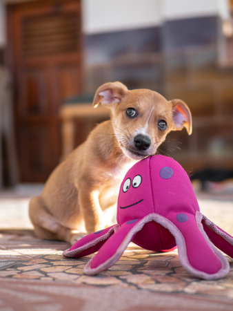 Funny puppy sitting on the floor and holding a pink toy.