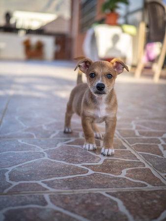 Puppy on the floor in the garden. Selective focus.の写真素材