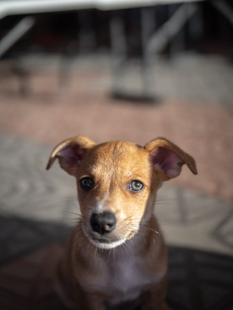 Dog looking at the camera. Selective focus with shallow depth of field.の写真素材