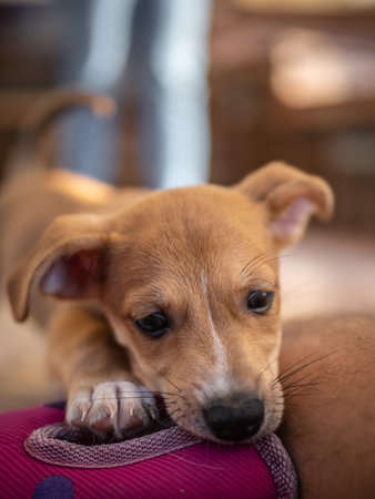 Puppy sleeping on the hand of a man, Thailand.の写真素材