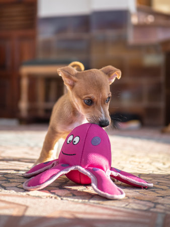 Chihuahua puppy playing with a toy.の写真素材
