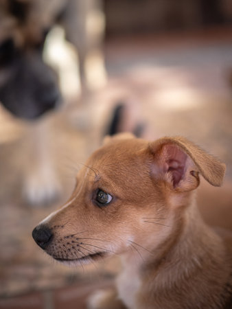Chihuahua dog looking at the camera. Selective focus.の写真素材