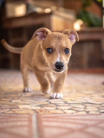 puppy walking on the floor in the garden.の写真素材