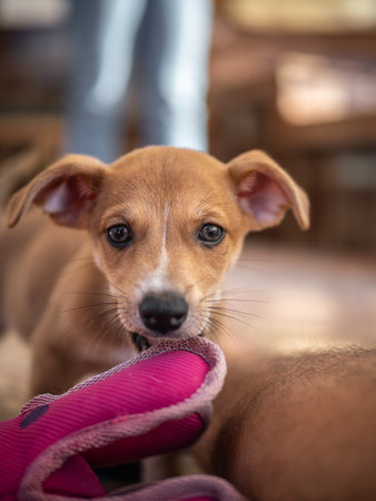 Jack russell terrier puppy playing with a pink shoe.の写真素材