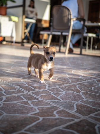 Cute little puppy on the terrace of a restaurant. Selective focus.の写真素材