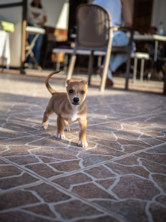 Cute little dog standing on the terrace of a cafe.
