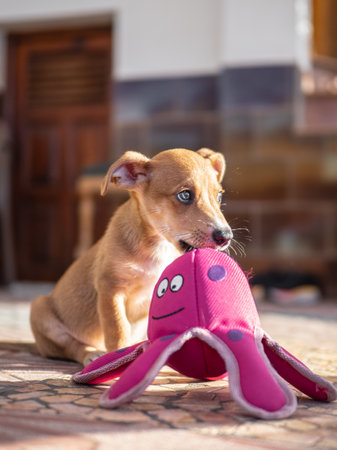 Funny puppy with a pink toy on the floor at homeの写真素材