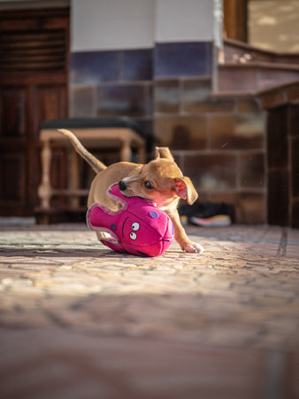 Chihuahua puppy playing with a pink toy ball on the floorの写真素材