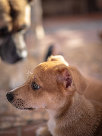 Chihuahua puppy on the floor, shallow depth of fieldの写真素材