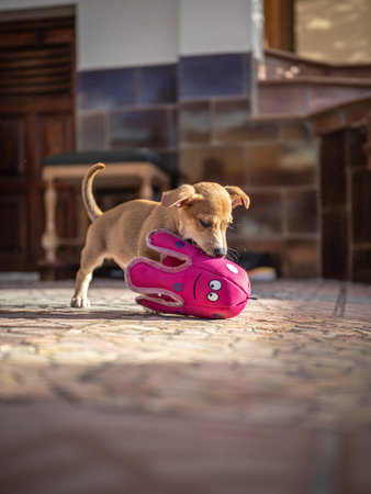Little puppy playing with a toy at home.の写真素材