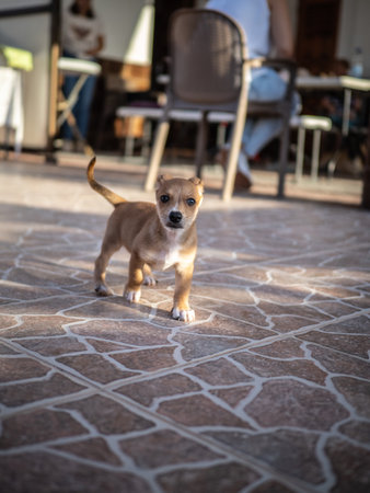 Little dog is sitting on the floor and waiting for his owner.の写真素材