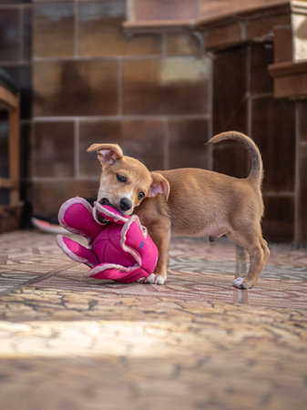 Cute little dog playing with a pink ball on the floor.の写真素材
