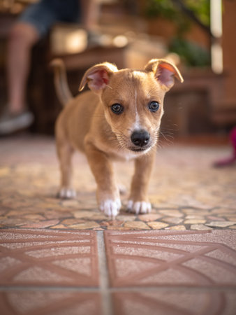Funny puppy on the floor. Selective focus and small depth of field.の写真素材