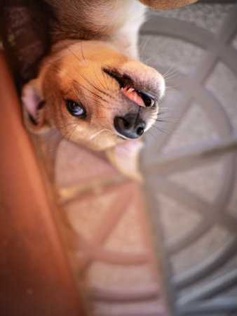 Dog face close up. Shiba Inu puppy on the stairsの写真素材