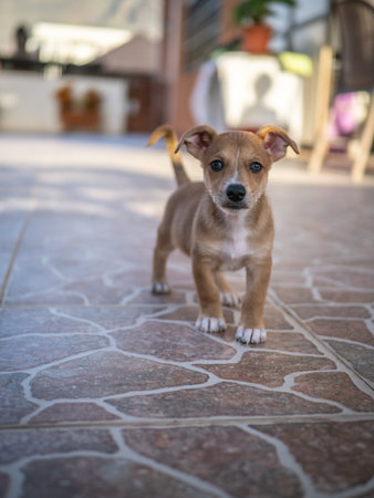 Puppy dog standing on the floor in the garden. Selective focus.の写真素材