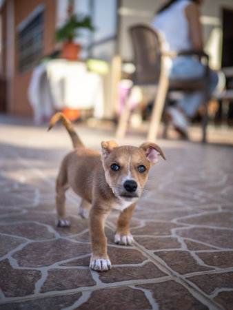 Puppy in the street. Selective focus and small depth of field.の写真素材
