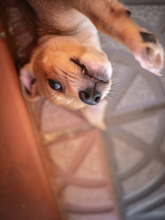 Puppy dog on the stairs. Shallow depth of fieldの写真素材