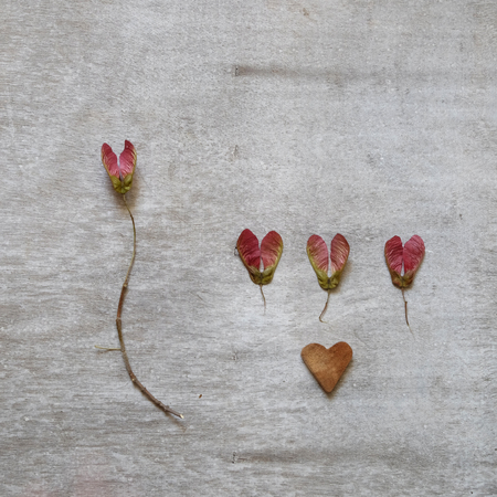 Leaves on the wooden grey background and a leather purseの写真素材