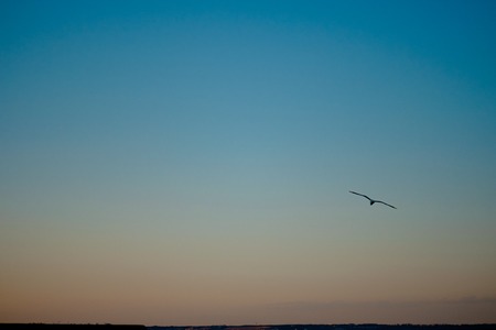 Beautiful sunset in the Hague. Evening in Scheveningen. Sea and sea gullsの写真素材