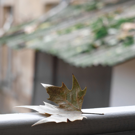 Close-up of a colorful autumn oak branch with orange-brown leaves against a background of a blurry autumn forest, autumn has comeの写真素材