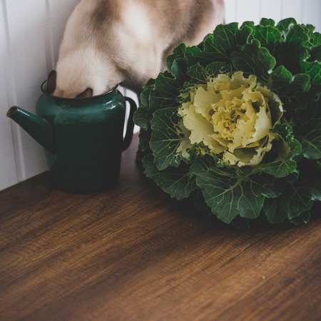cat and cabbage on a rustic backgroundの写真素材