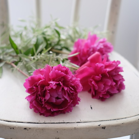 Bunch of peony flowers on white tablecloths with vintage wilted petals crumbledの写真素材