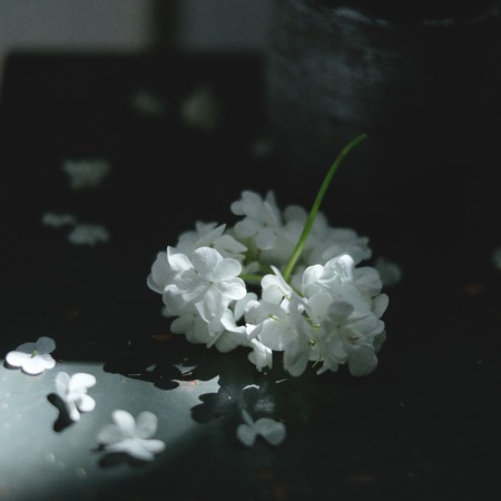 Flowers of a lilac in the form of a heart isolated on a whiteの写真素材