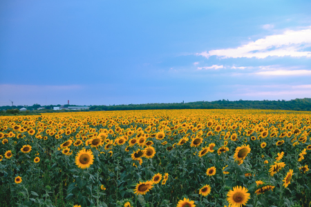 Sunflower field with a cloudy blue sky great viewの写真素材