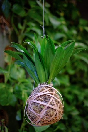 Miniature cactus succulent plant in a glass vase with white gravel. Selective focusの写真素材