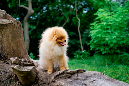 dog pomeranian spitz smiling watch the evening sun at the park's nature. Adult Orange Pomeranian Spitz is sitting on green grassの写真素材