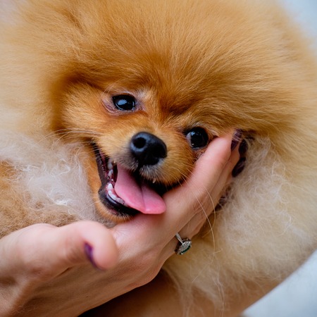 dog pomeranian spitz smiling watch the evening sun at the park's nature. Adult Orange Pomeranian Spitz closeupの写真素材