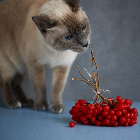 Thai cat on a gray background and red berries close upの写真素材