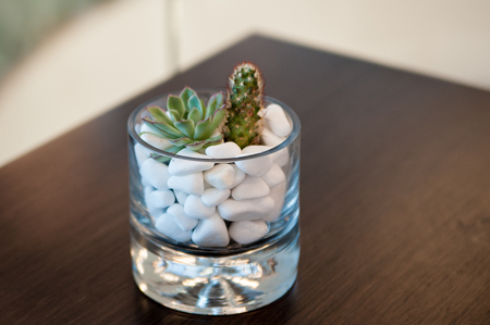Miniature cactus succulent plant in a glass vase with white gravel. Selective focusの写真素材