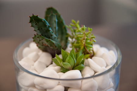 Miniature cactus succulent plant in a glass vase with white gravel. Selective focusの写真素材