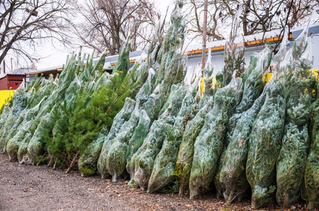 Christmas treeの写真素材