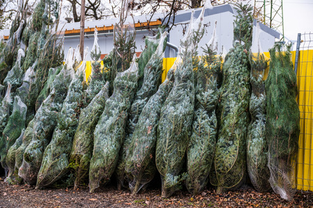 Christmas treeの写真素材