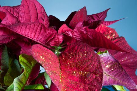 Christmas Poinsettia flower red christmas background