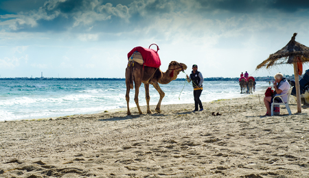 camels on the beach, Djerba, 07 Nov 2014のeditorial素材