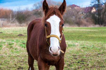 A front view of a horse grazing on a meadowの写真素材